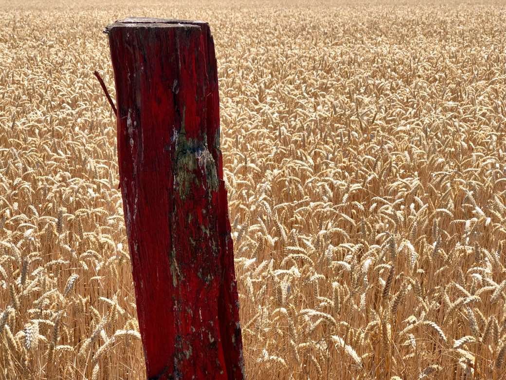 A weathered red wooden post standing in a field of ripe wheat